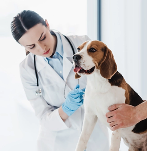 Köprübaşı Veteriner